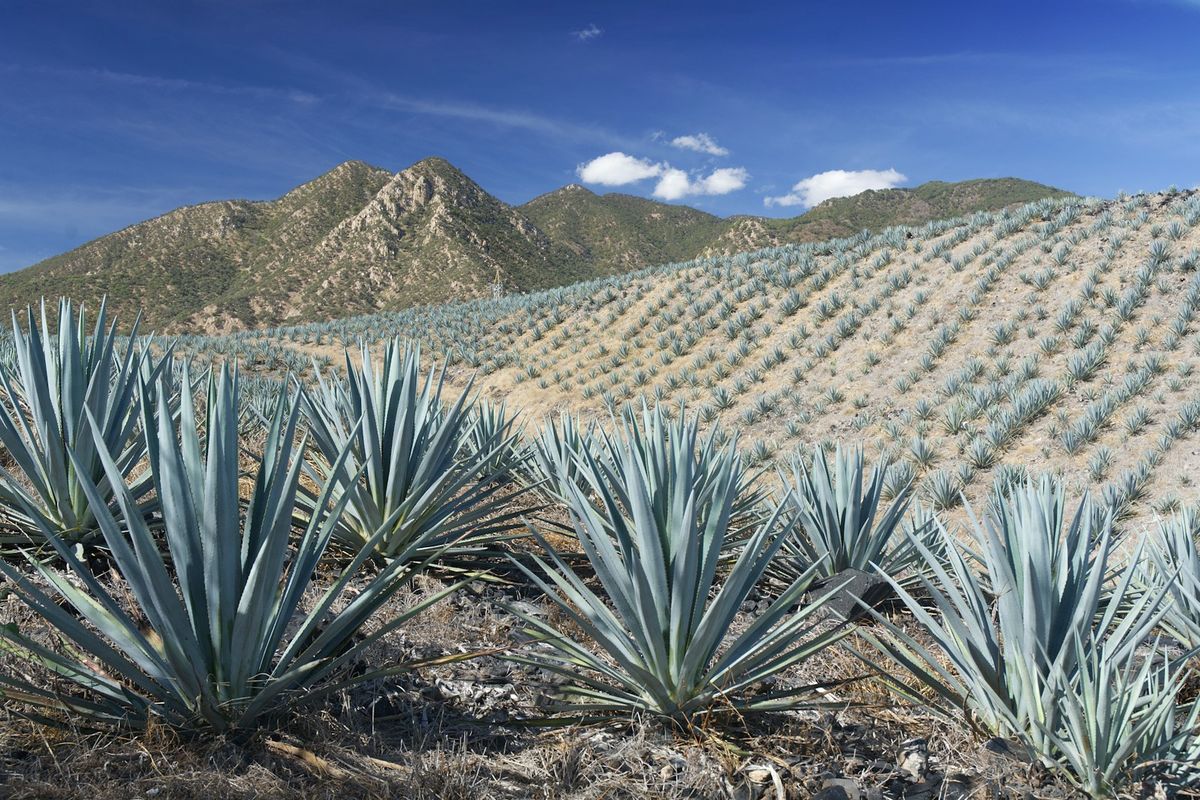 Blue agave fields beneath the mountains of Jalisco, Mexico